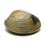 Almeja Babosa